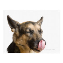 Close-up of a German Shepherd licking its nose Postcard