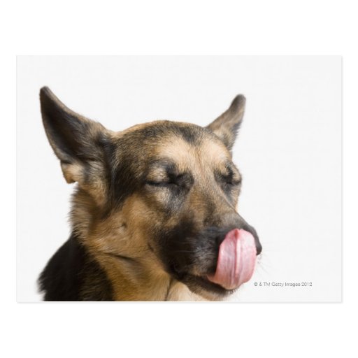 Closeup of a German Shepherd licking its nose Postcard Zazzle