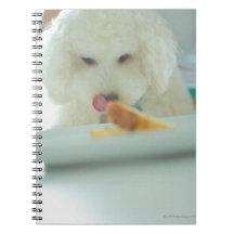 Close-up of a miniature poodle eating food spiral note book