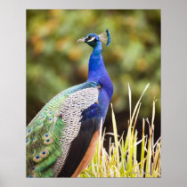 Close-up of a peacock print