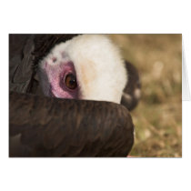 Close up of a Vulture Card