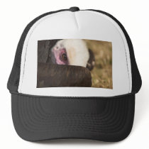 Close up of a Vulture Hat