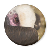 Close up of a Vulture Magnet