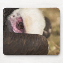 Close up of a Vulture Mousepad