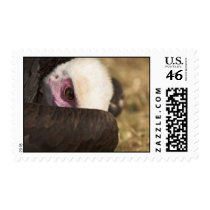 Close up of a Vulture Postage