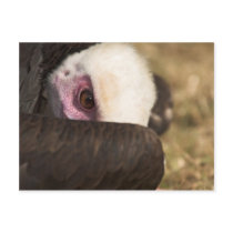 Close up of a Vulture Postcard