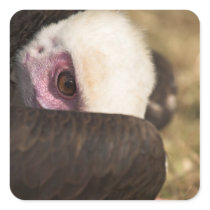Close up of a Vulture Sticker