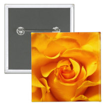 Close Up of a Yellow Rose Pin