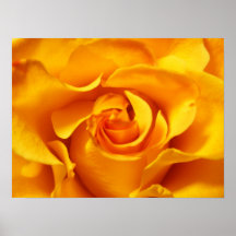 Close Up of a Yellow Rose Print