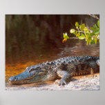 Close up of an american alligator at the J.N. Posters