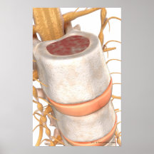 Close up of an invertebral disc in the spine poster