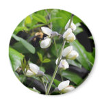 Close up of Bee on White Flowers Refrigerator Magnets Close up of Bee on White Flowers Refrigerator Magnets