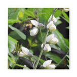 Close up of Bee on White Flowers Magnets Close up of Bee on White Flowers Magnets