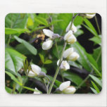 Close up of Bee on White Flowers Mousepads