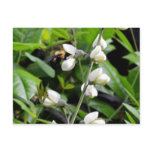 Close up of Bee on White Flowers Postcards