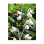 Close up of Bee on White Flowers Postcards