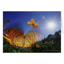 Close-up of Butterfly, flapping wings Card