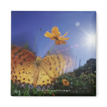 Close-up of Butterfly, flapping wings Fridge Magnet