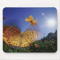 Close-up of Butterfly, flapping wings Mouse Pad