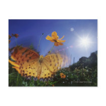 Close-up of butterfly, flapping wings postcards