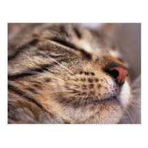 Close-up of cat whiskers and muzzle post card