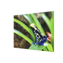Close-up of Costa Rican Cobalt Dyeing Dart Frog Gallery Wrapped Canvas