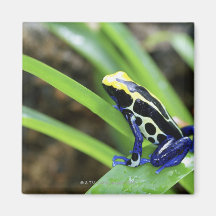 Close-up of Costa Rican Cobalt Dyeing Dart Frog Fridge Magnet