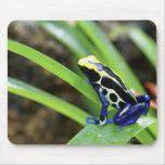 Close-up of Costa Rican Cobalt Dyeing Dart Frog Mousepad