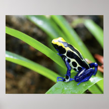 Close-up of Costa Rican Cobalt Dyeing Dart Frog Posters