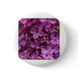 close up of dark purple lilac