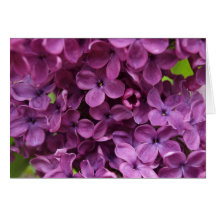 close up of dark purple lilac greeting card