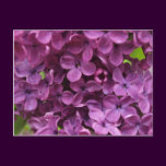 close up of dark purple lilac