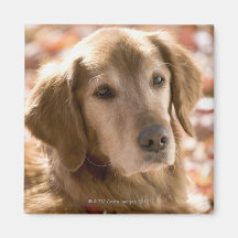 Close up of golden labrador retriever dog fridge magnet
