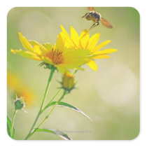 Close up of Honey Bee Flying Towards Yellow Square Stickers