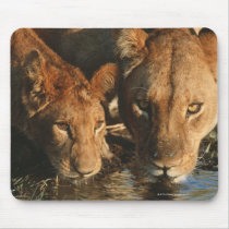 Close up of Lioness (Panthera leo) and cub Mouse Pads