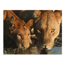Close up of Lioness (Panthera leo) and cub Post Cards
