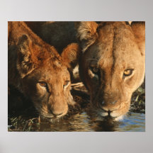 Close up of Lioness (Panthera leo) and cub Poster