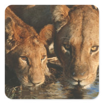 Close up of Lioness (Panthera leo) and cub Stickers