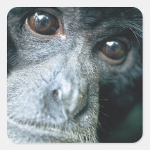 Close-up of monkey sticker