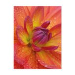 Close-up of petals at the center of a dahlia postcard