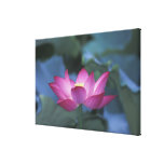 Close-up of red lotus flower and green leaves, gallery wrap canvas