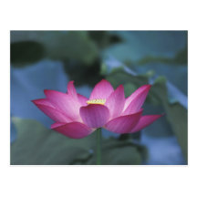 Close-up of red lotus flower and green leaves, postcards