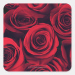 Close up of red rose flowers. stickers