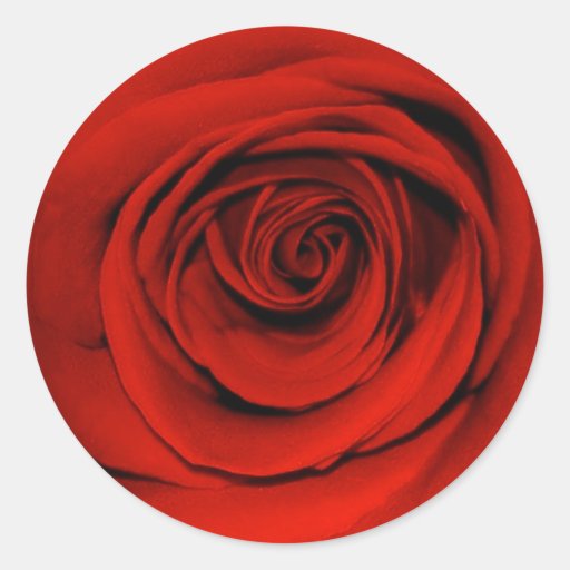 Close up of red rose round sticker