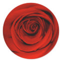 Close up of red rose sticker
