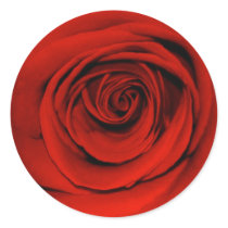 Close up of red rose stickers