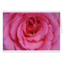Close up of rose cards