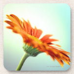 close-up of the petals of an orange gerbera coaster
