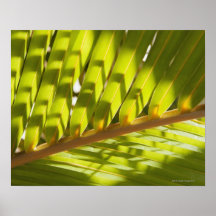 Close up of tropical palm frond print