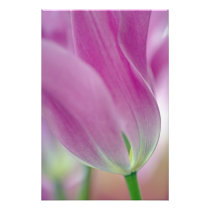 Close-up of underside of tulip flower, 2